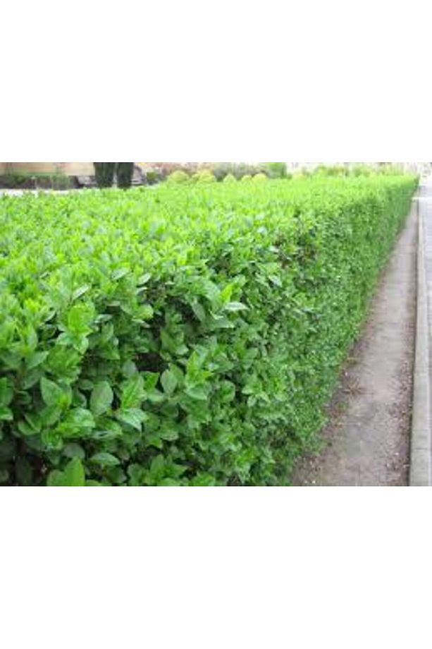 Ligustrum Kurtbağrı 20 Adet - Çit Bitkisi - 5
