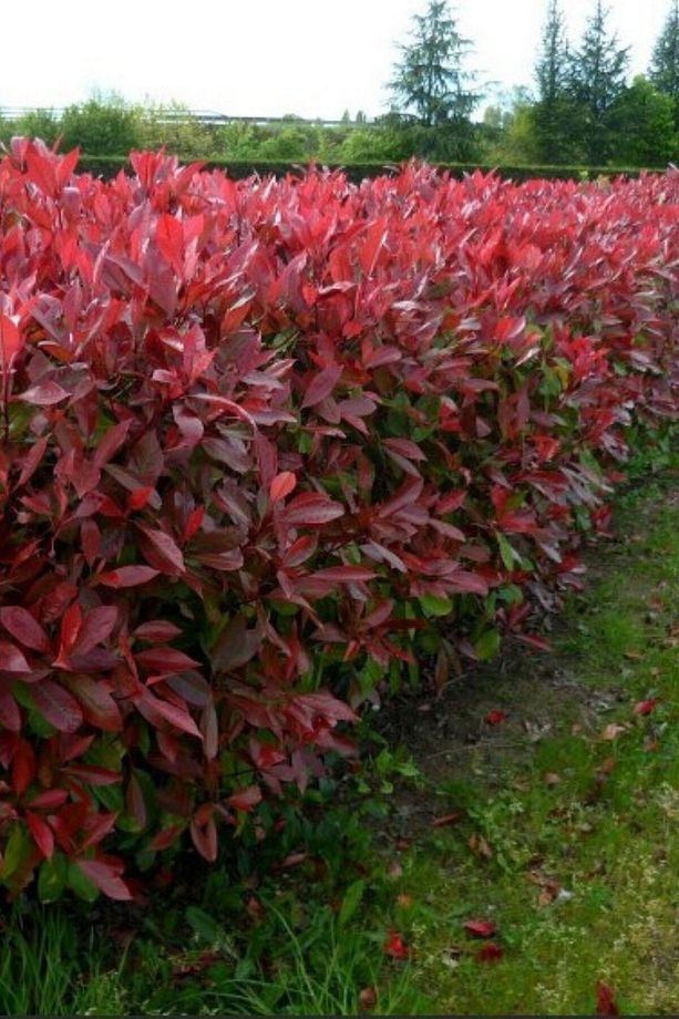 Alev Çalısı 20-40 Cm - Photinia Serrulata - 3