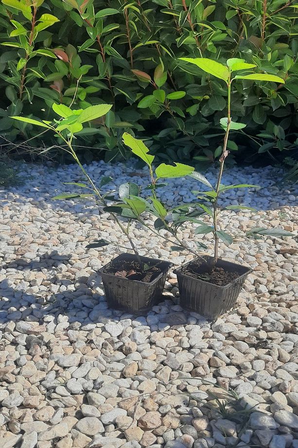 Alev Çalısı 20-40 Cm - Photinia Serrulata - 4