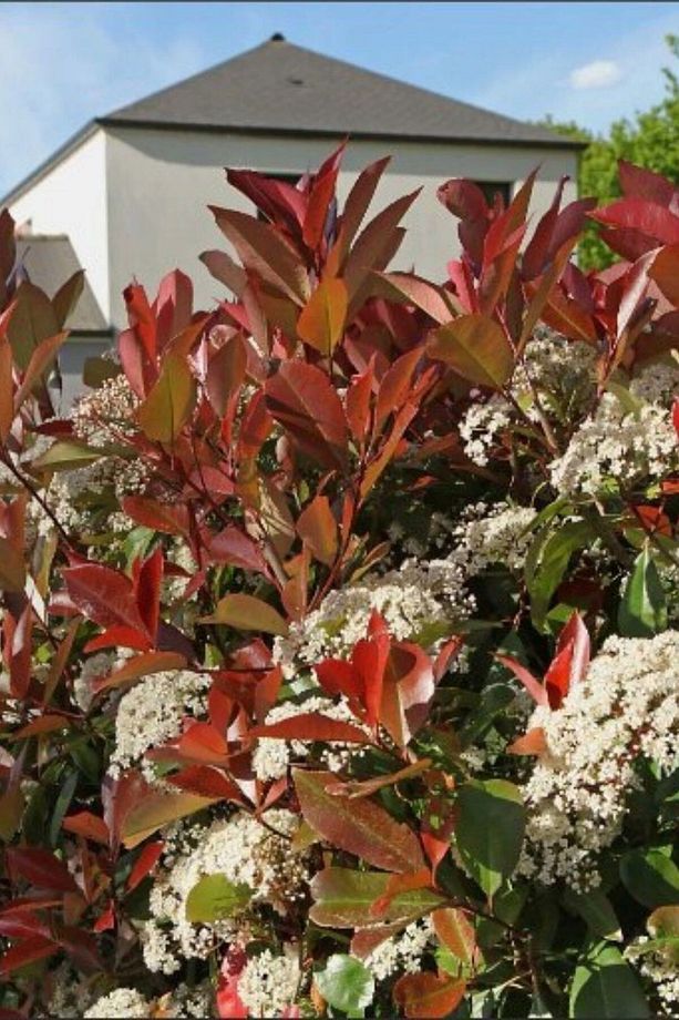 Alev Çalısı 20-40 Cm - Photinia Serrulata - 2