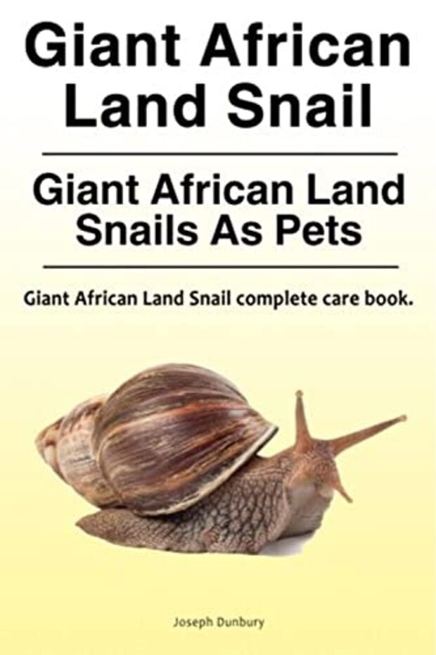 Giant African Land Snail Giant African Land Snails As Pets Giant African Land Snail Complete Care