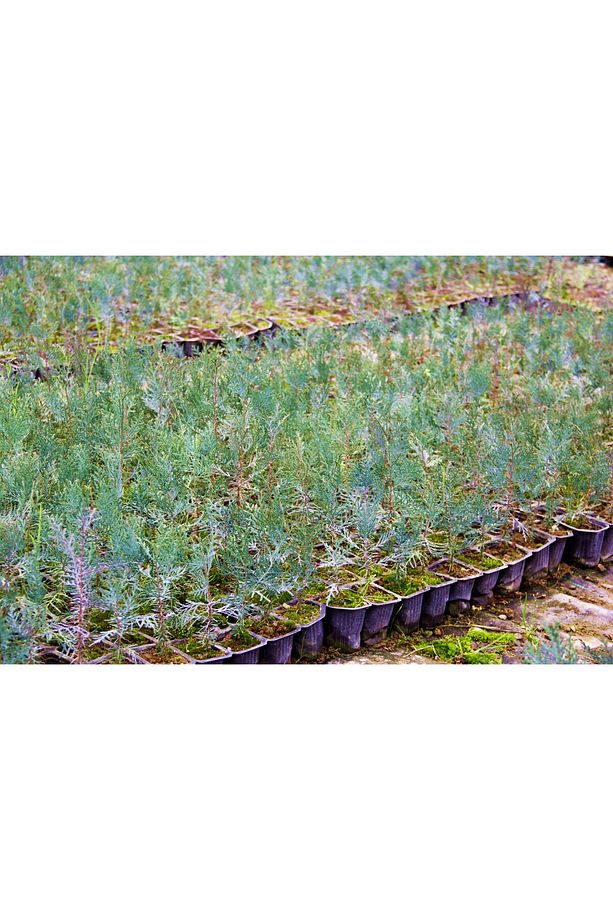 Yeşil Mazı Fidanı 20 Adet - Çit Bitkisi ( Thuja Orientalis ) - 7
