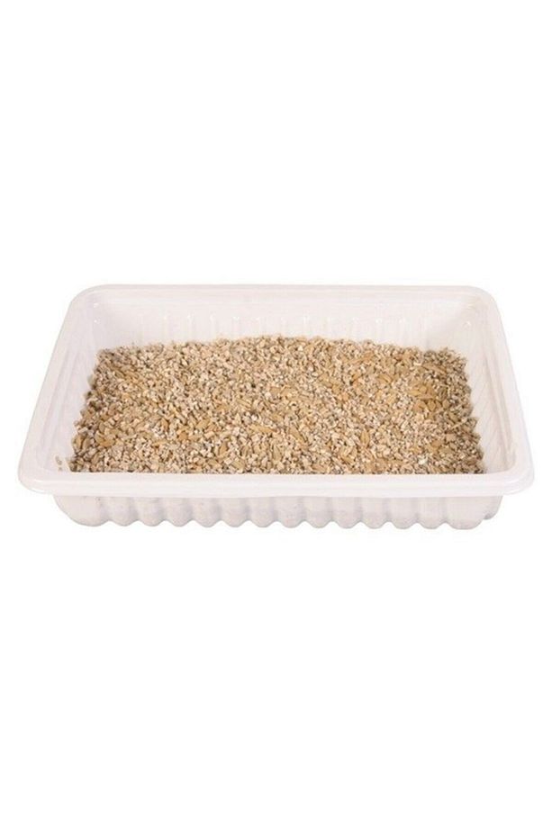 Yavru Ve Yetişkin Yumuşak Kedi Çimi - 3