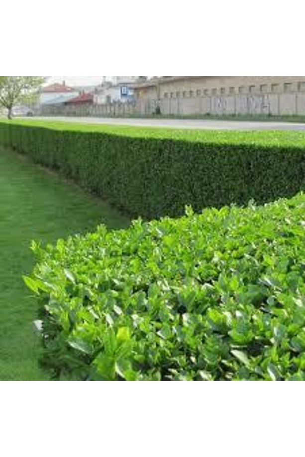 Ligustrum Kurtbağrı 20 Adet - Çit Bitkisi - 3