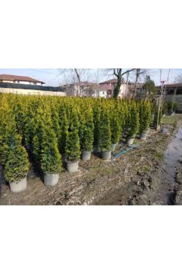 Selvi Leylandi Fidanı - Bahçeniz İçin Güçlü ve Estetik Çit Bitkisi 2 yaşında tüplü - 3