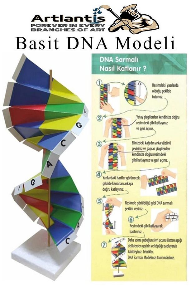 Dna Modeli 1 Paket Kartondan DNA Yapım Seti Dna Sarmalı Deney Yapım Seti Okul Materyali Fen Bilimler - 1