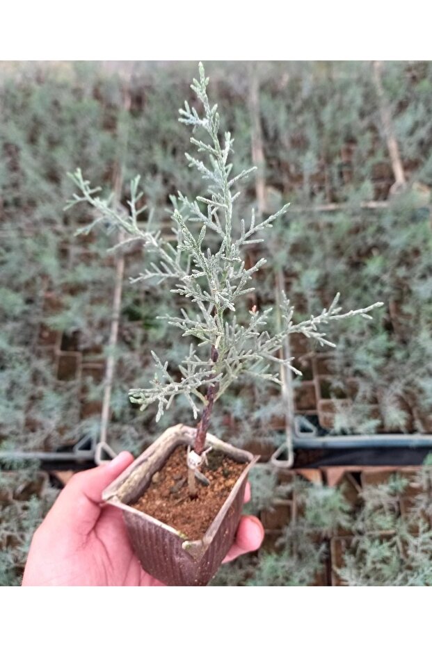 BONSAİ MAVİ SERVİ SETİ (FİDAN+BONSAİ SAKSI+TOPRAK +BİTKİ BESİNİ) - 4