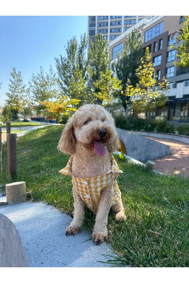 Küçük Irk Mevsimlik Sarı Müslin Köpek Gömleği - 1