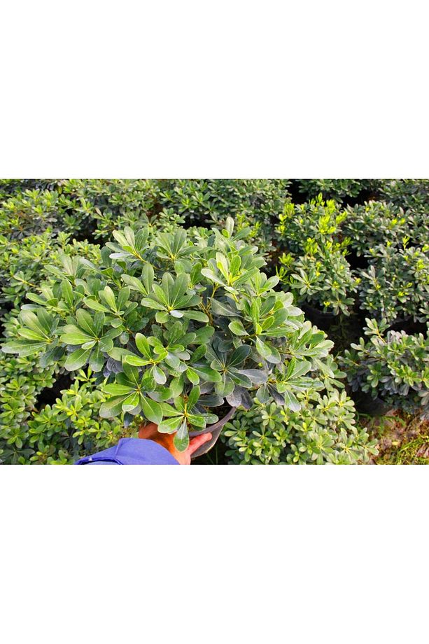 Pitosporum 5 Adet Paket - Yer Örtücü Dış Mekan Bitkisi - 5