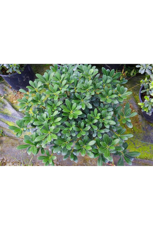 Pitosporum 5 Adet Paket - Yer Örtücü Dış Mekan Bitkisi - 4