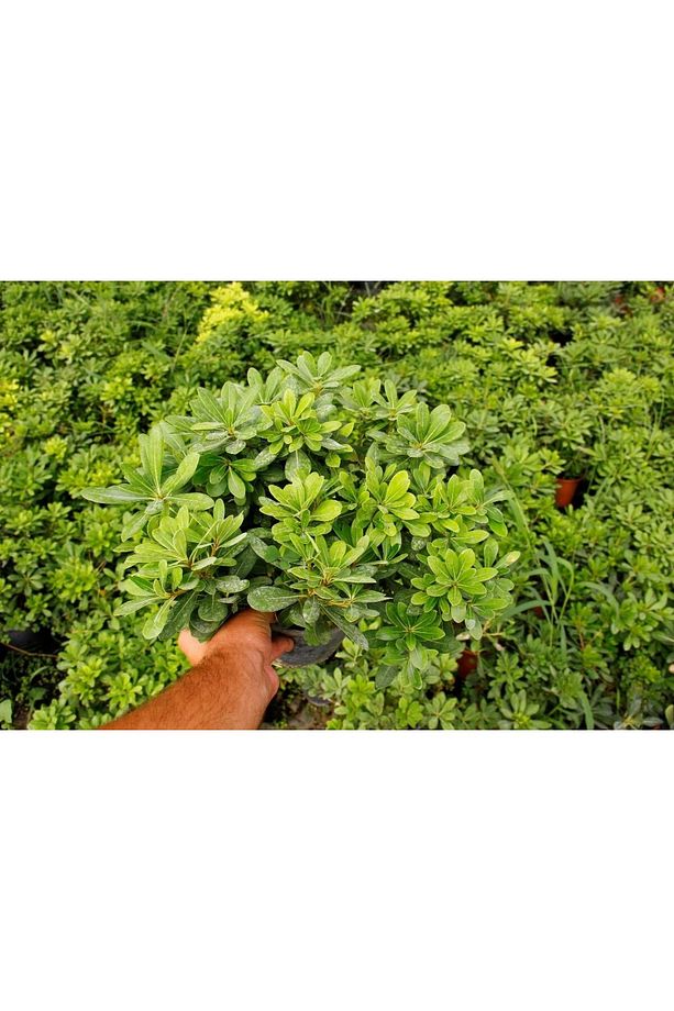 Pitosporum 5 Adet Paket - Yer Örtücü Dış Mekan Bitkisi - 3