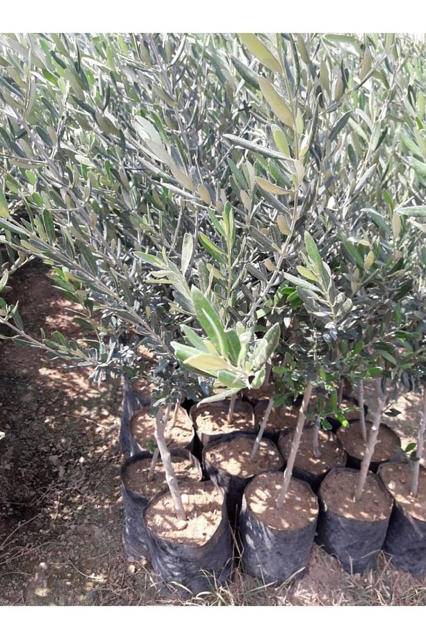 Trilye (GEMLİK) Zeytin Fidanı 1 Adet - 5