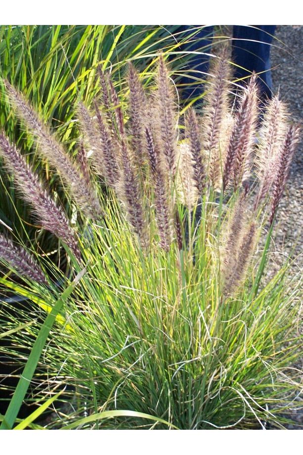 Pennisetum Otsu Bitki 3 Adet - 2
