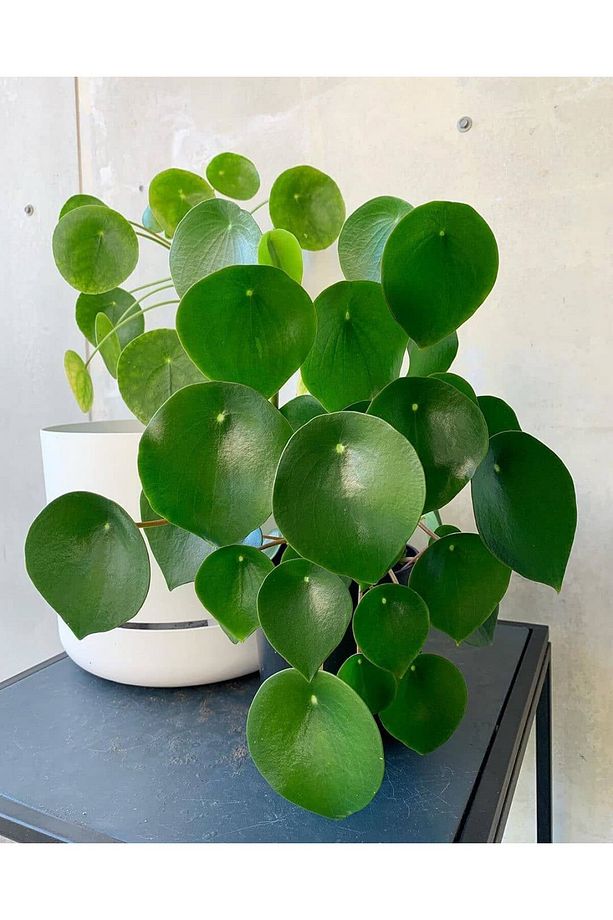 Pilea Peperomioides - Para Bitkisi 20-40 Cm - 1