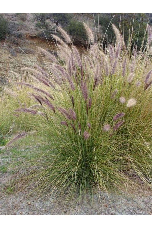 Pennisetum Otsu Bitki 3 Adet - 1