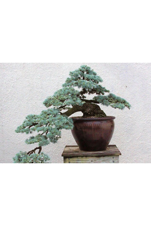 BONSAİ MAVİ SERVİ SETİ (FİDAN+BONSAİ SAKSI+TOPRAK +BİTKİ BESİNİ) - 1