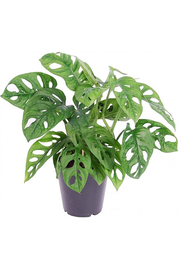 Delikli Devetabanı (MONSTERA ADANSONİİ MONKEY) Saksılı - 1