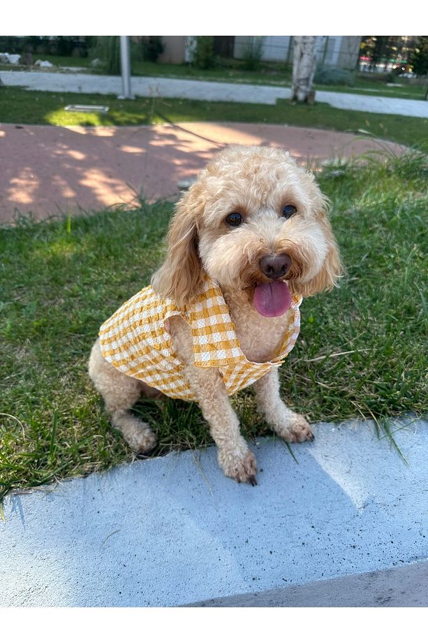 Küçük Irk Mevsimlik Sarı Müslin Köpek Gömleği - 5