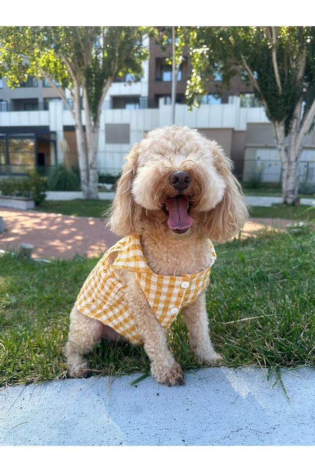Küçük Irk Mevsimlik Sarı Müslin Köpek Gömleği - 2