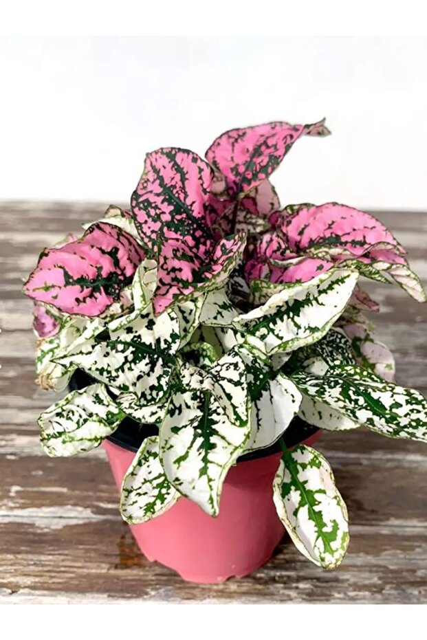 Pembe Ve Beyaz Renk Hostes Çiçeği 2 adet Saksılı İç Mekan Çiçeği - 1