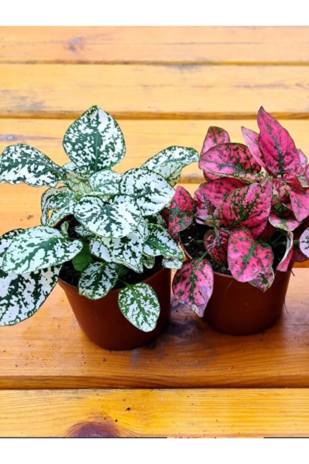 Pembe Ve Beyaz Renk Hostes Çiçeği 2 adet Saksılı İç Mekan Çiçeği - 2