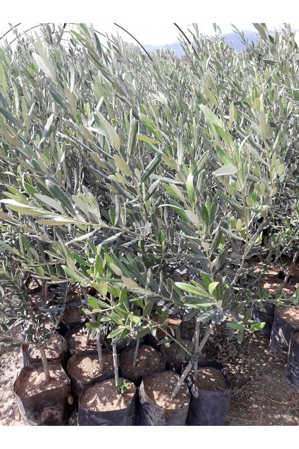 Trilye (GEMLİK) Zeytin Fidanı 1 Adet - 4