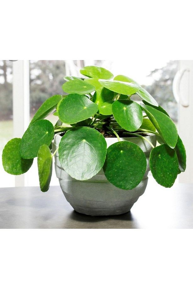 Pilea Peperomioides - Para Bitkisi 20-40 Cm - 2
