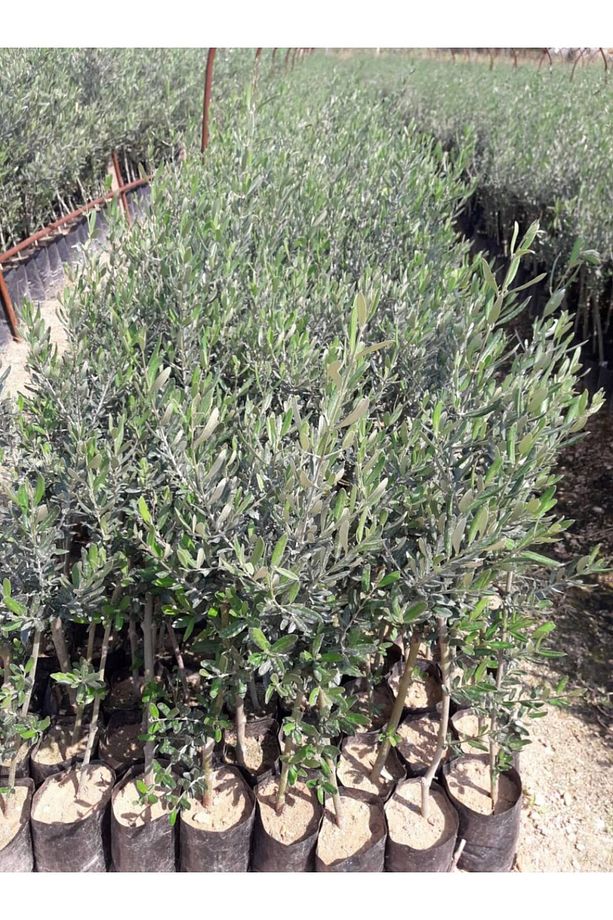 Trilye (GEMLİK) Zeytin Fidanı 1 Adet - 3
