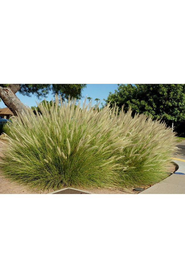 Pennisetum Otsu Bitki 3 Adet - 3