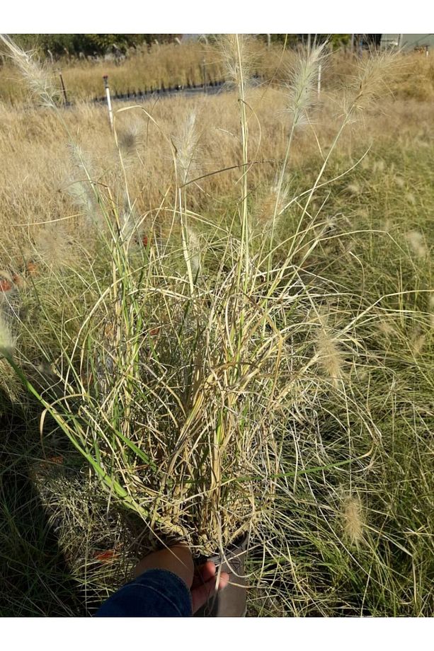 Pennisetum Otsu Bitki 3 Adet - 5