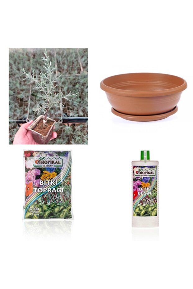BONSAİ MAVİ SERVİ SETİ (FİDAN+BONSAİ SAKSI+TOPRAK +BİTKİ BESİNİ) - 3
