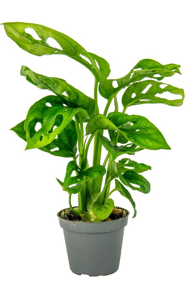 Delikli Devetabanı (MONSTERA ADANSONİİ MONKEY) Saksılı - 4