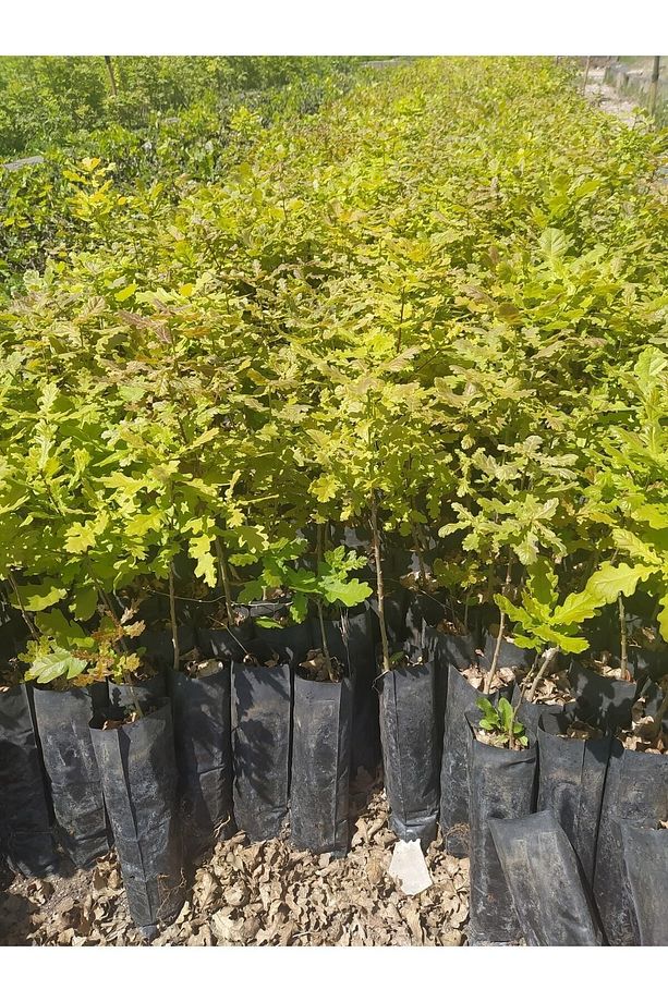 Meşe Palamut Fidanı 2 Adet (20 - 30 Cm Boylarında) - 2