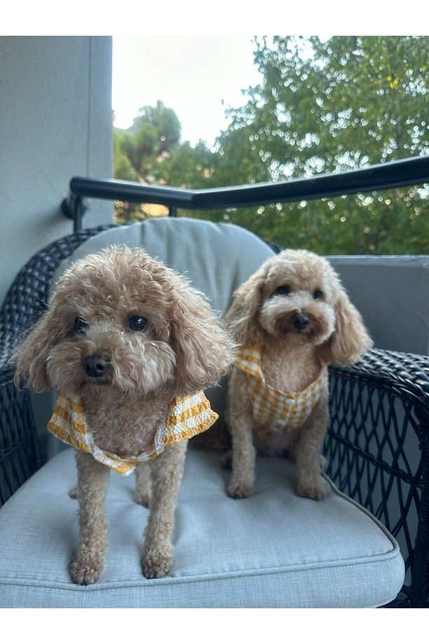 Küçük Irk Mevsimlik Sarı Müslin Köpek Gömleği - 6