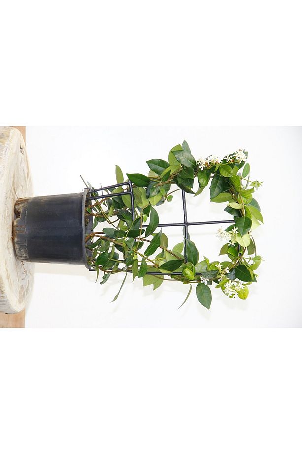 ARAP YASEMİNİ 3 ADET PERGOLA FORMLU 40-60 CM - 3