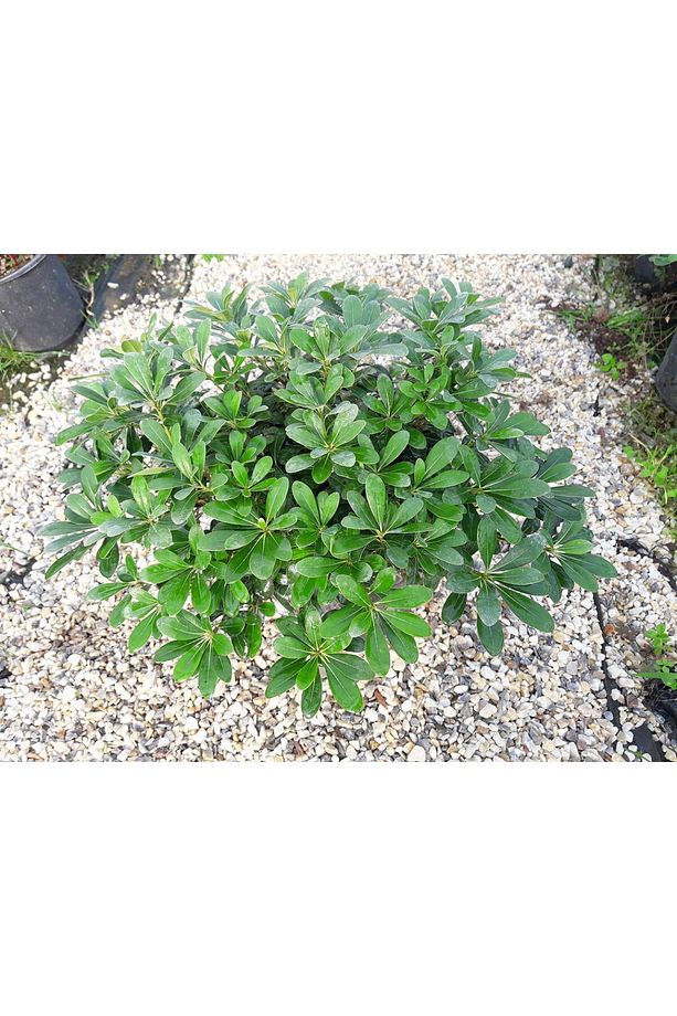 Pitosporum 5 Adet Paket - Yer Örtücü Dış Mekan Bitkisi - 1