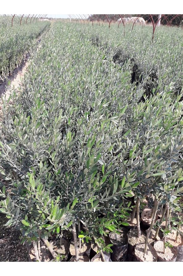 Trilye (GEMLİK) Zeytin Fidanı 1 Adet - 2