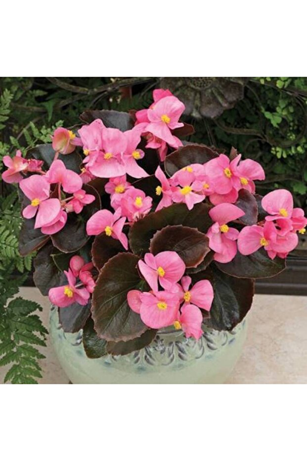 Begonya Çiçeği 10 Adet - Saksıda Pembe Renk - 4