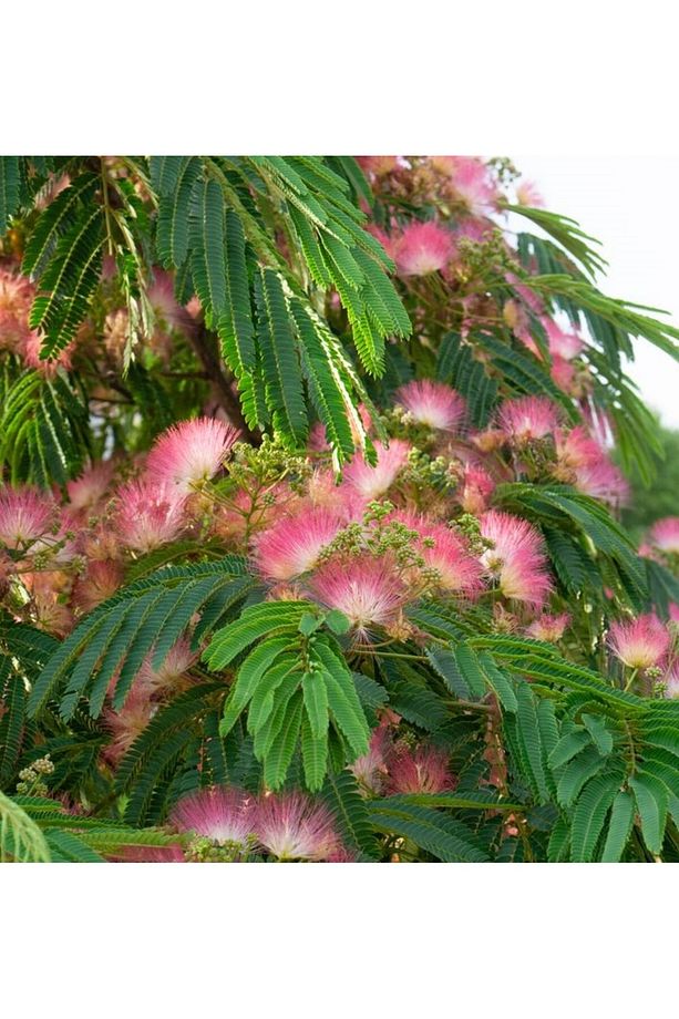 GÜLİBRİŞİM FİDANI 3 ADET - İPEK AĞACI (Albizia Julibrissin) - 4