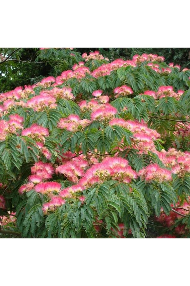 GÜLİBRİŞİM FİDANI 3 ADET - İPEK AĞACI (Albizia Julibrissin) - 6