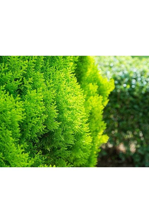 Altuni Top Mazı Fidanı 5 Adet - 4