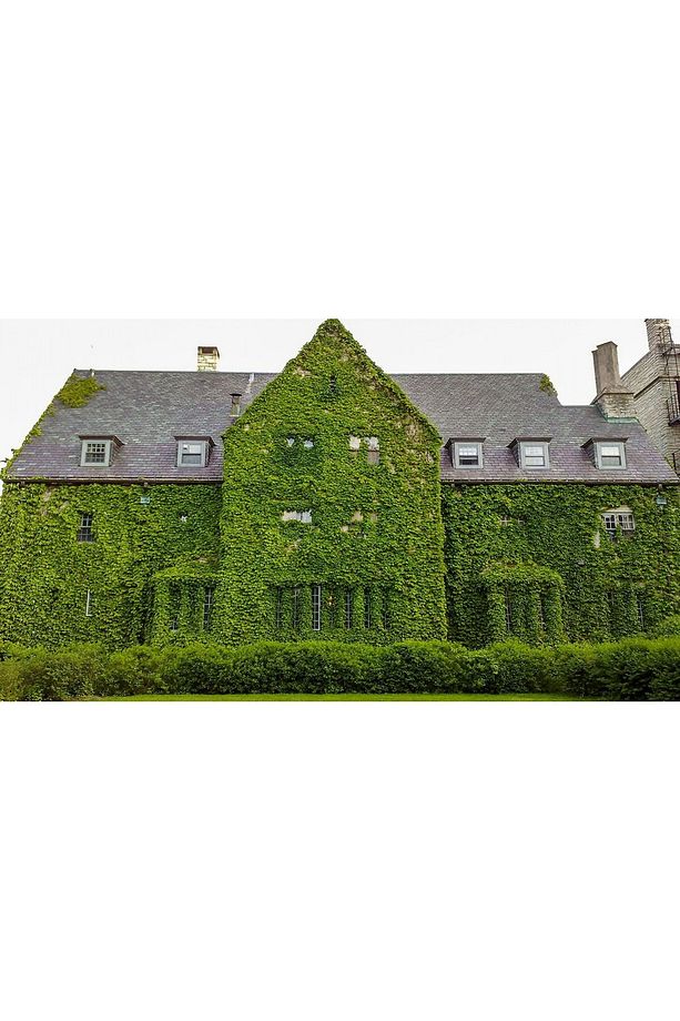 Hedera Sarmaşık - 1.5 Metre Sarılıcı Bitki - 1