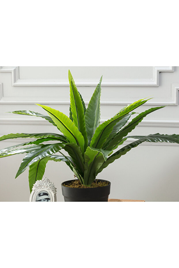 Vierge Saksılı Bitki - 2