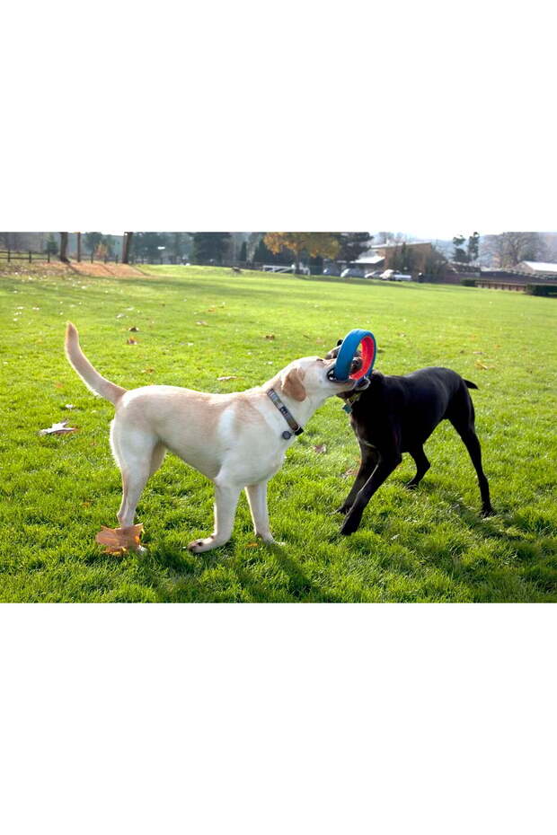 !حلقة لعب عجلة فيتش (حجم صغير) - 4