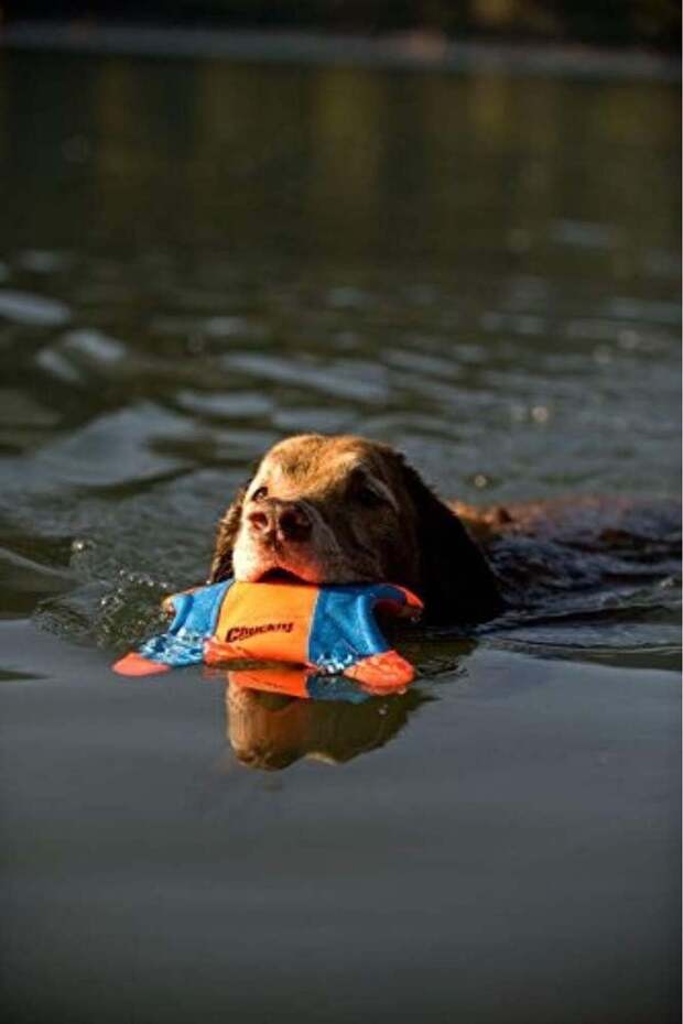 ! سنجاب فريزبي (حجم صغير) - 3