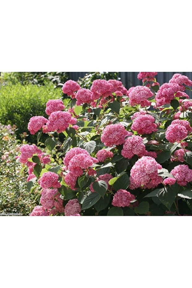 ORTANCA FİDANI 3 ADET - SAKSILI 20-40 cm - 1