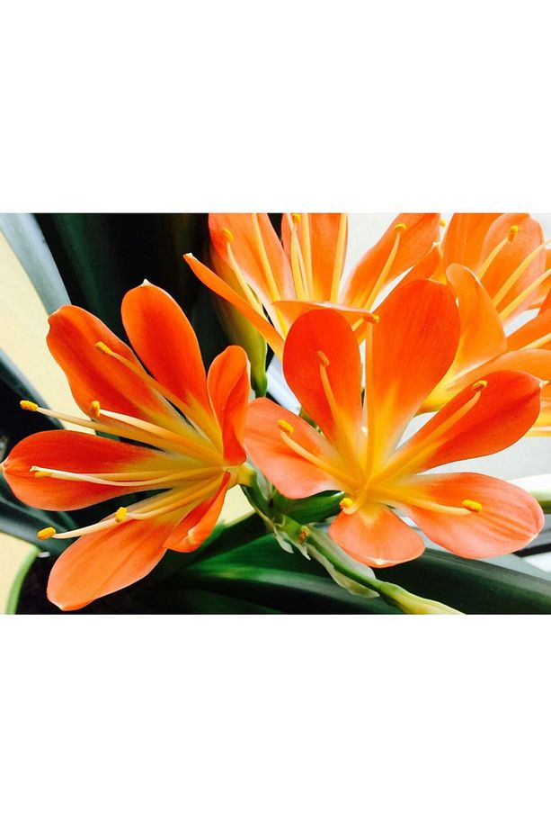 Clivia Miniata – Klivya - 2