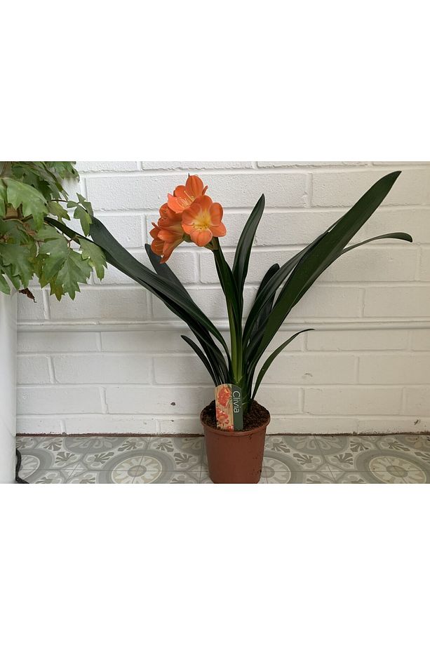 Clivia Miniata – Klivya - 3