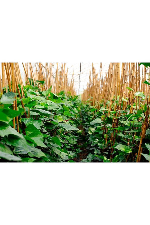 Hedera Sarmaşık - 1.5 Metre Sarılıcı Bitki - 6