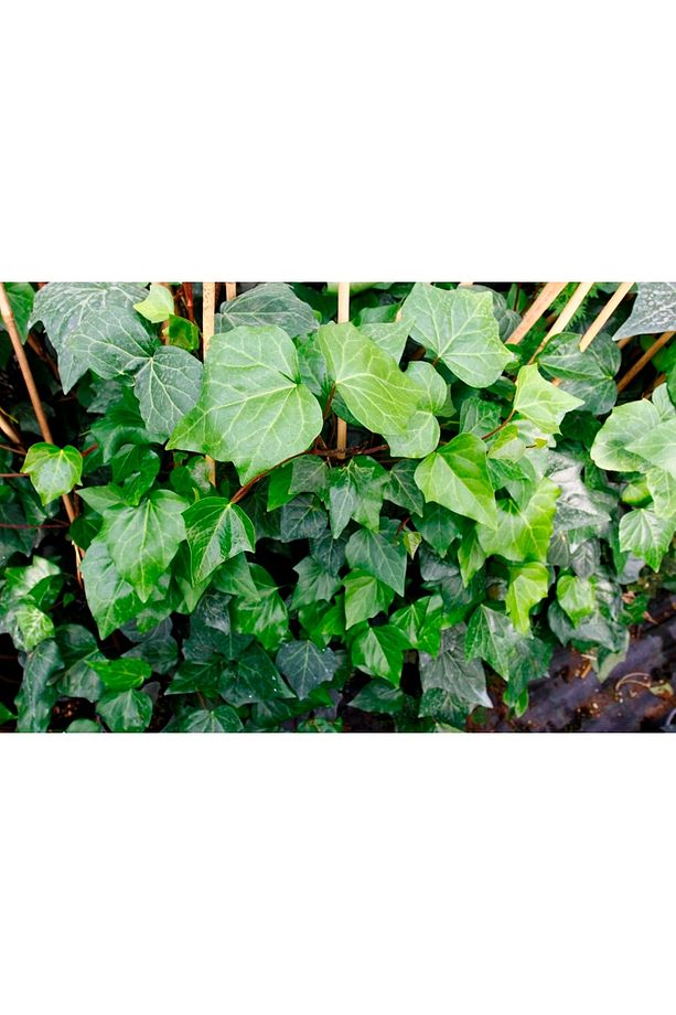 Hedera Sarmaşık - 1.5 Metre Sarılıcı Bitki - 4